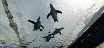 サンシャイン水族館に投稿された画像（2023/4/5）