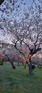 『NAKED FLOWERS 2023 桜 世界遺産・二条城』に投稿された画像（2023/4/5）