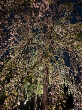 『NAKED FLOWERS 2023 桜 世界遺産・二条城』に投稿された画像（2023/4/5）