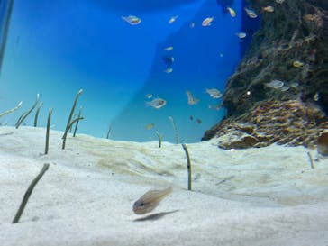 アクアワールド茨城県大洗水族館に投稿された画像（2023/4/5）