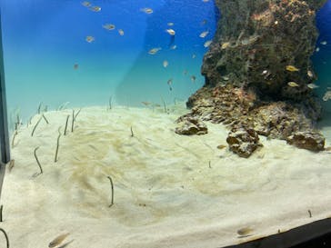 アクアワールド茨城県大洗水族館に投稿された画像（2023/4/5）