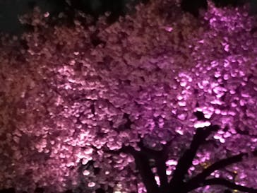 NAKED 桜の新宿御苑 2023に投稿された画像（2023/4/5）