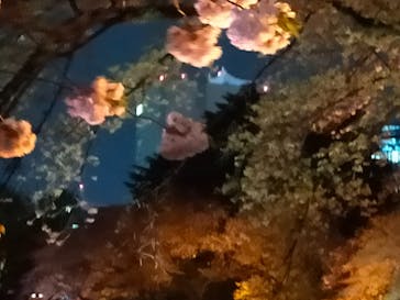 NAKED 桜の新宿御苑 2023に投稿された画像（2023/4/5）