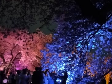 NAKED 桜の新宿御苑 2023に投稿された画像（2023/4/5）