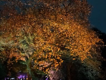 NAKED 桜の新宿御苑 2023に投稿された画像（2023/4/5）