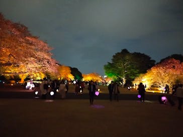 NAKED 桜の新宿御苑 2023に投稿された画像（2023/4/5）