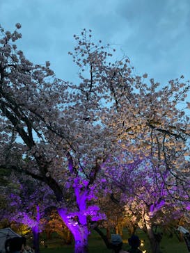 『NAKED FLOWERS 2023 桜 世界遺産・二条城』に投稿された画像（2023/4/5）