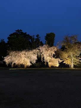 『NAKED FLOWERS 2023 桜 世界遺産・二条城』に投稿された画像（2023/4/5）