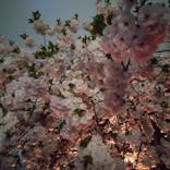 NAKED 桜の新宿御苑 2023に投稿された画像（2023/4/5）