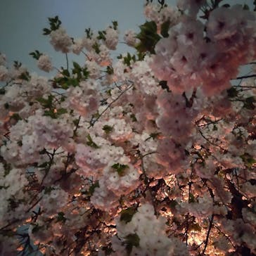 NAKED 桜の新宿御苑 2023に投稿された画像（2023/4/5）