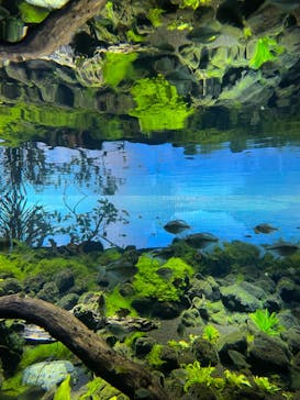 カワスイ 川崎⽔族館に投稿された画像（2023/4/5）