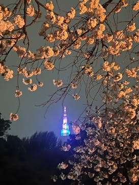 NAKED 桜の新宿御苑 2023に投稿された画像（2023/4/5）