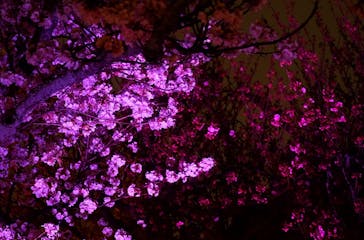 『NAKED FLOWERS 2023 桜 世界遺産・二条城』に投稿された画像（2023/4/5）