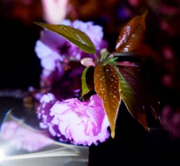 『NAKED FLOWERS 2023 桜 世界遺産・二条城』に投稿された画像（2023/4/5）