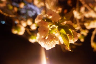 『NAKED FLOWERS 2023 桜 世界遺産・二条城』に投稿された画像（2023/4/5）