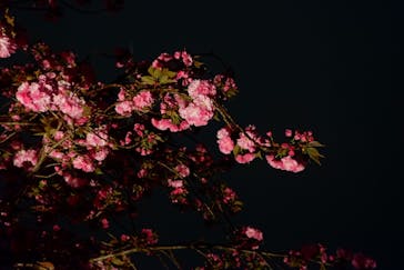『NAKED FLOWERS 2023 桜 世界遺産・二条城』に投稿された画像（2023/4/5）
