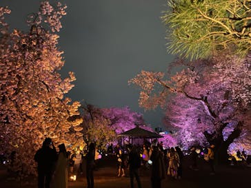 NAKED 桜の新宿御苑 2023に投稿された画像（2023/4/5）