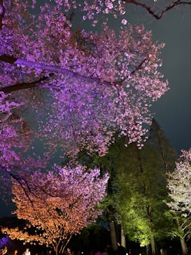 NAKED 桜の新宿御苑 2023に投稿された画像（2023/4/5）