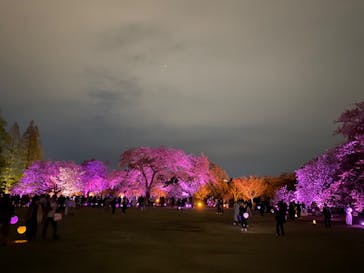 NAKED 桜の新宿御苑 2023に投稿された画像（2023/4/5）