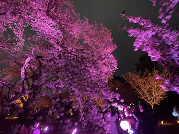 NAKED 桜の新宿御苑 2023に投稿された画像（2023/4/5）