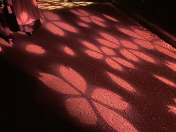 NAKED 桜の新宿御苑 2023に投稿された画像（2023/4/5）