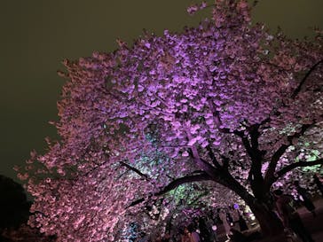 NAKED 桜の新宿御苑 2023に投稿された画像（2023/4/5）