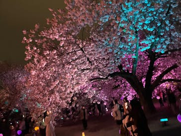 NAKED 桜の新宿御苑 2023に投稿された画像（2023/4/5）