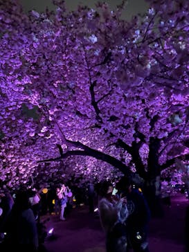 NAKED 桜の新宿御苑 2023に投稿された画像（2023/4/5）