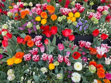 レオマリゾートに投稿された画像（2023/4/5）