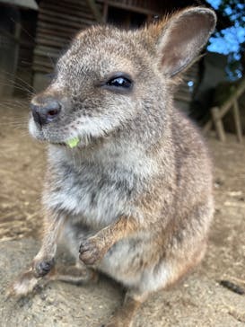 伊豆シャボテン動物公園に投稿された画像（2023/4/5）