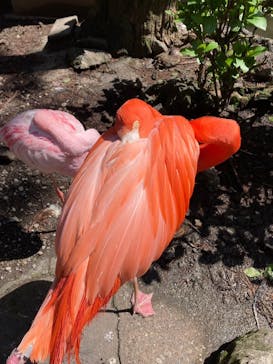 伊豆シャボテン動物公園に投稿された画像（2023/4/5）