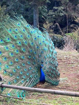 伊豆シャボテン動物公園に投稿された画像（2023/4/5）