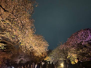 NAKED 桜の新宿御苑 2023に投稿された画像（2023/4/5）