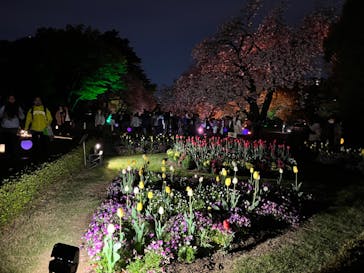 NAKED 桜の新宿御苑 2023に投稿された画像（2023/4/5）