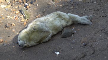 伊豆・三津シーパラダイスに投稿された画像（2023/4/5）