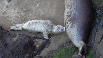 伊豆・三津シーパラダイスに投稿された画像（2023/4/5）