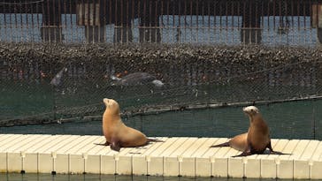伊豆・三津シーパラダイスに投稿された画像（2023/4/5）
