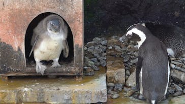 伊豆・三津シーパラダイスに投稿された画像（2023/4/5）