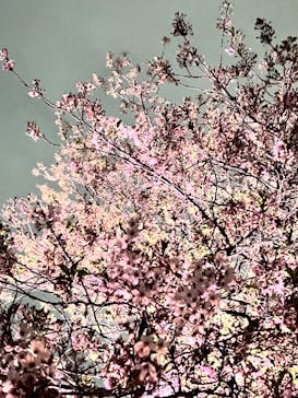 NAKED 桜の新宿御苑 2023に投稿された画像（2023/4/5）