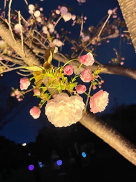 NAKED 桜の新宿御苑 2023に投稿された画像（2023/4/5）