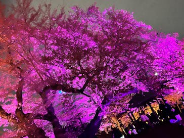 NAKED 桜の新宿御苑 2023に投稿された画像（2023/4/5）