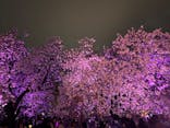 NAKED 桜の新宿御苑 2023に投稿された画像（2023/4/5）