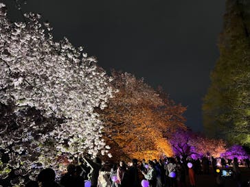 NAKED 桜の新宿御苑 2023に投稿された画像（2023/4/5）