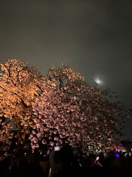 NAKED 桜の新宿御苑 2023に投稿された画像（2023/4/5）