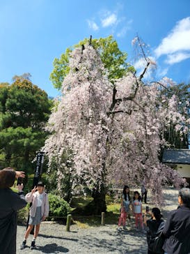 元離宮二条城に投稿された画像（2023/4/5）