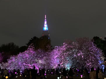 NAKED 桜の新宿御苑 2023に投稿された画像（2023/4/5）