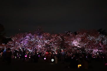 NAKED 桜の新宿御苑 2023に投稿された画像（2023/4/5）