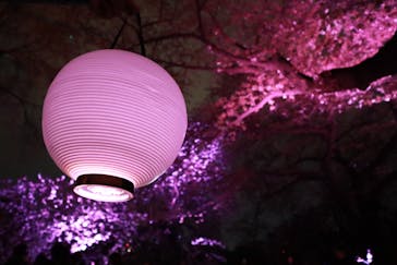 NAKED 桜の新宿御苑 2023に投稿された画像（2023/4/5）