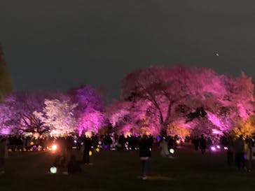 NAKED 桜の新宿御苑 2023に投稿された画像（2023/4/5）