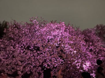 NAKED 桜の新宿御苑 2023に投稿された画像（2023/4/5）